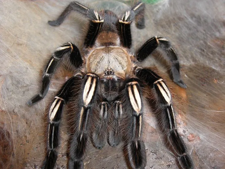 18542 skull tarantula mating