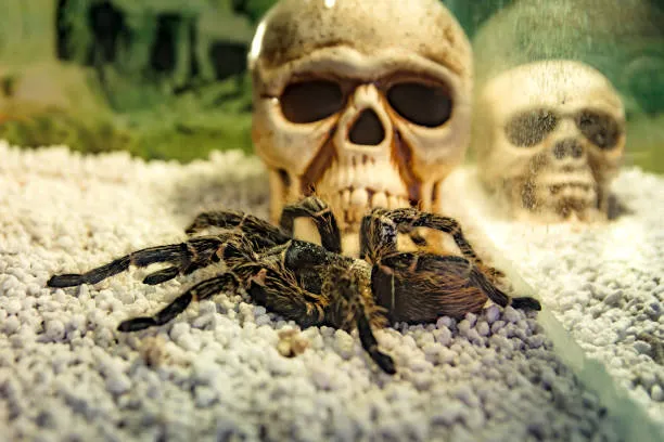 /img/18542-skull-tarantula-spiderlings.webp