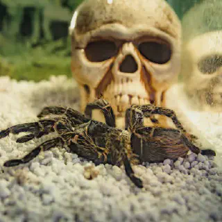 /img/18542-skull-tarantula-spiderlings.webp