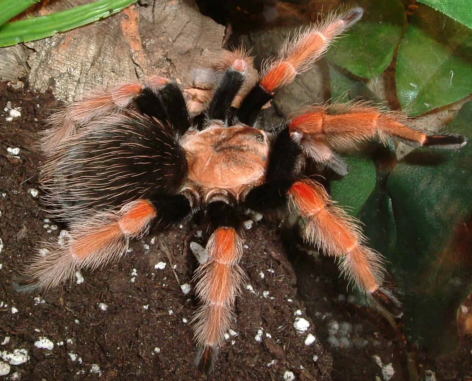 18543 mexican fireleg tarantula female