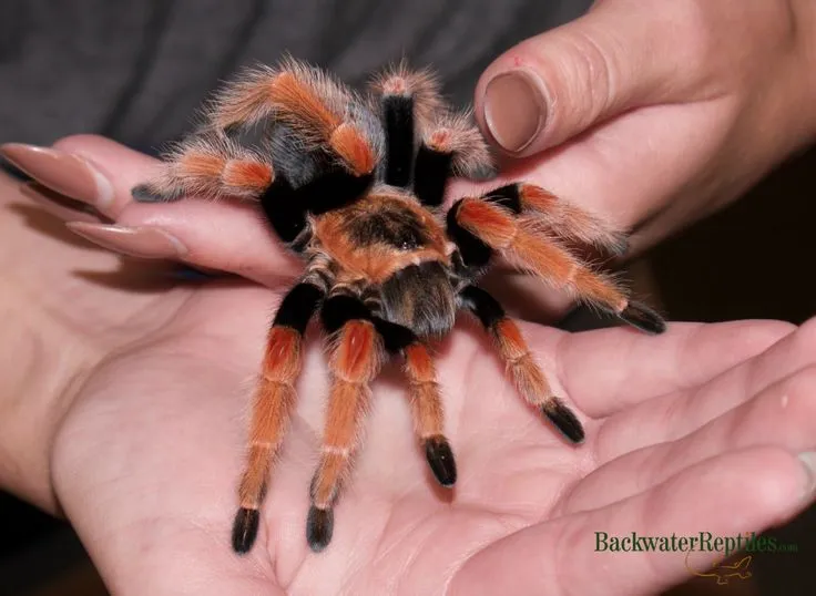 18543 mexican fireleg tarantula full grown