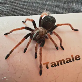 /img/18543-mexican-fireleg-tarantula-handling.webp