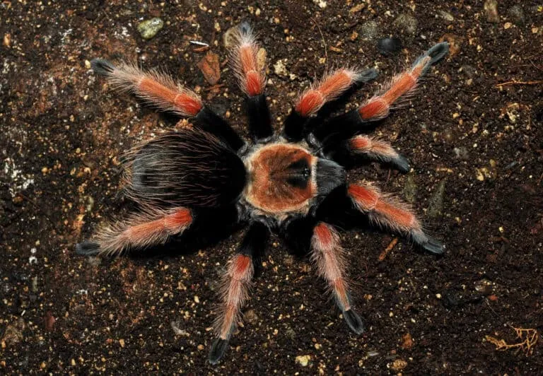 18543 mexican fireleg tarantula male