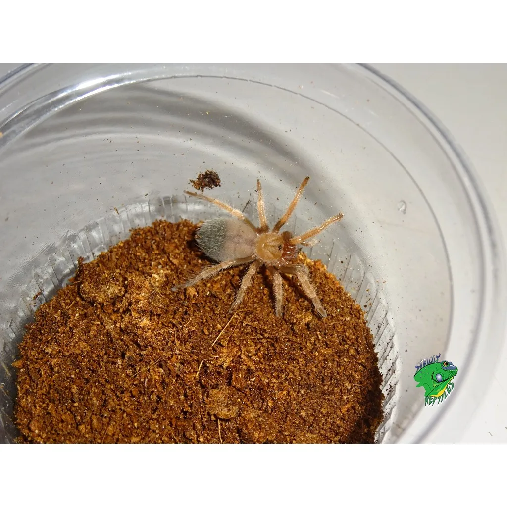 18543 mexican fireleg tarantula molting