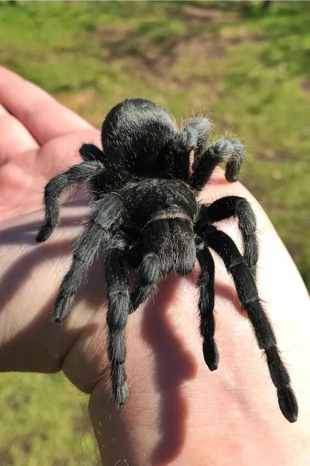 18546 brazilian black tarantula breeding