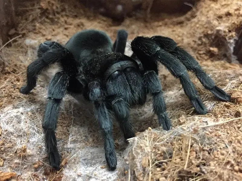18546 brazilian black tarantula choosing
