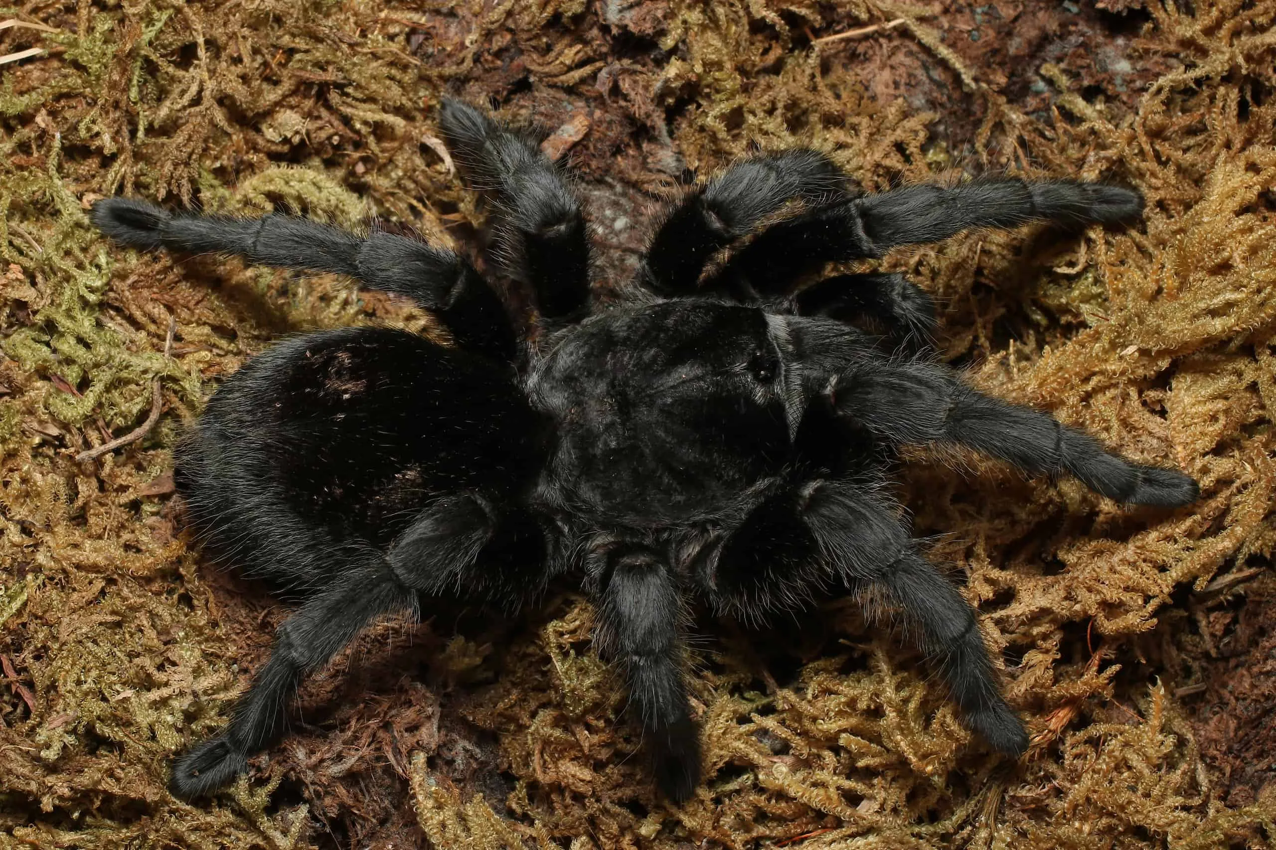 18546 brazilian black tarantula feeding