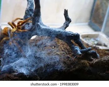 18548 old world tarantula