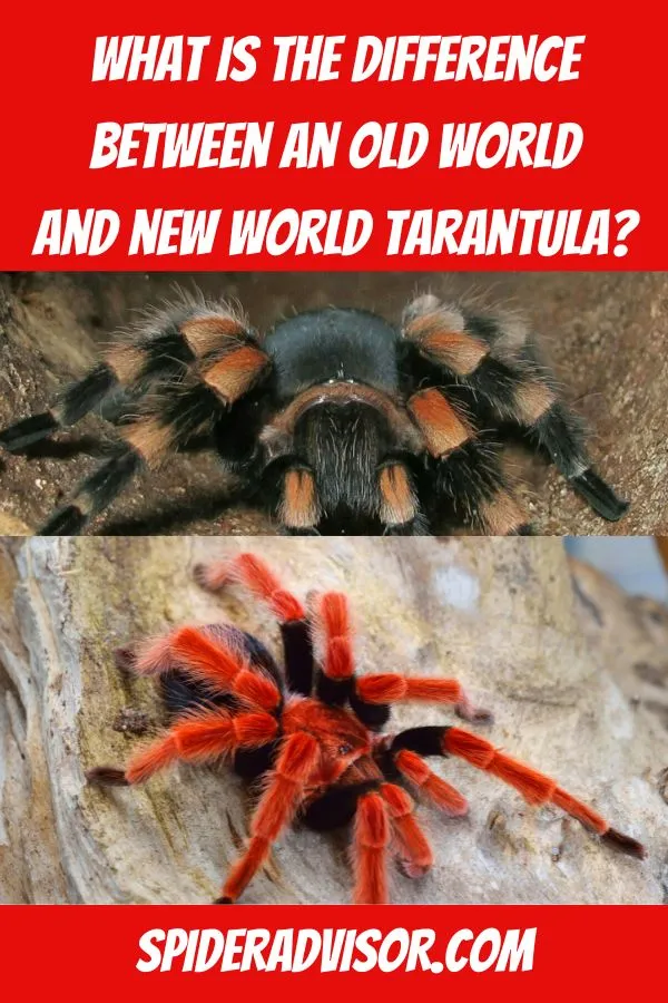 /img/18548-tarantula-feeding.webp