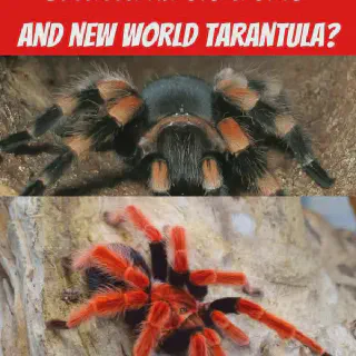 /img/18548-tarantula-feeding.webp