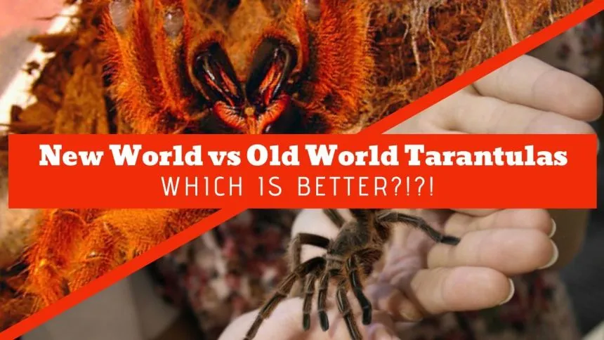 18548 tarantula handling