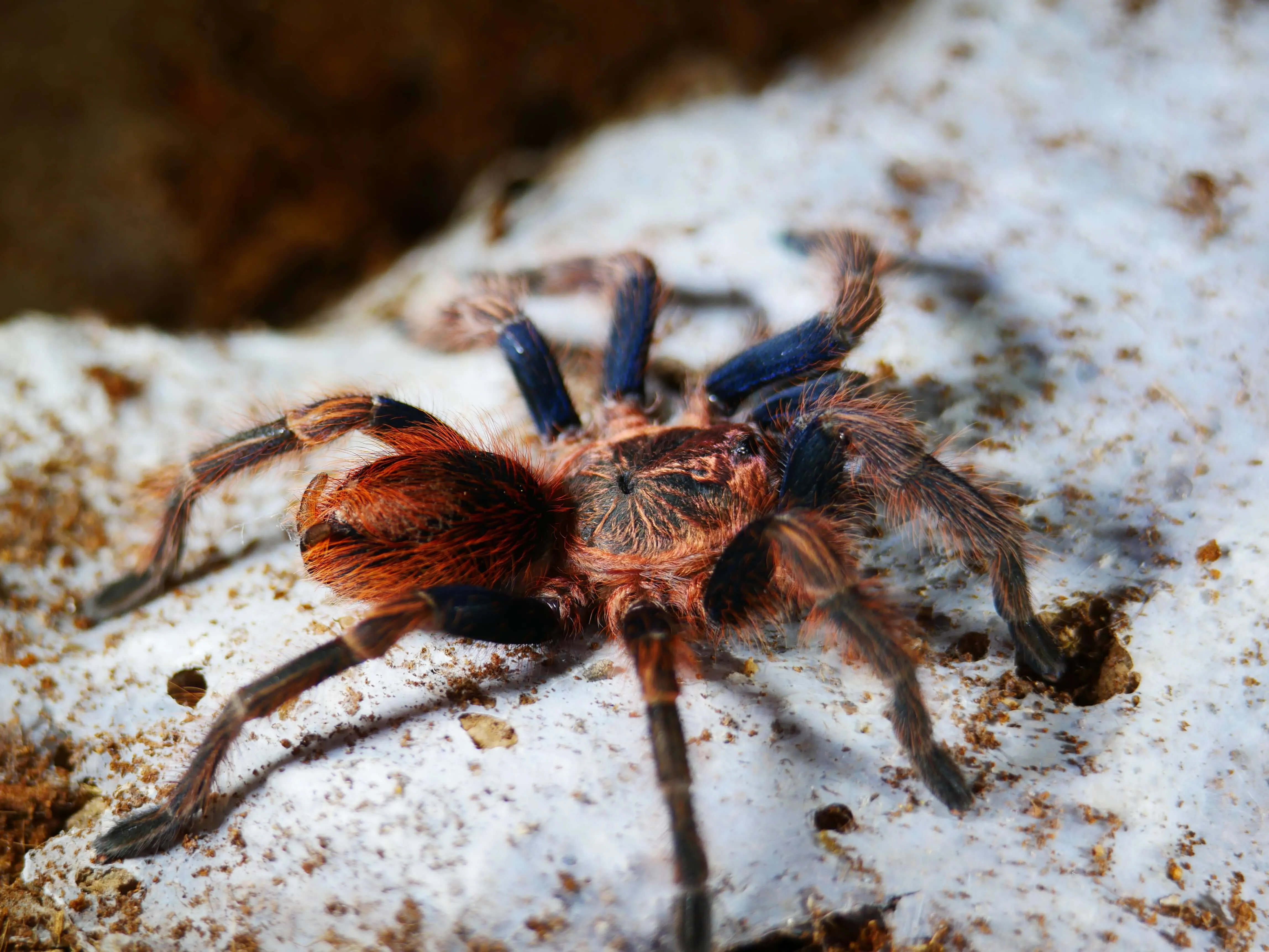 18548 tarantula venom