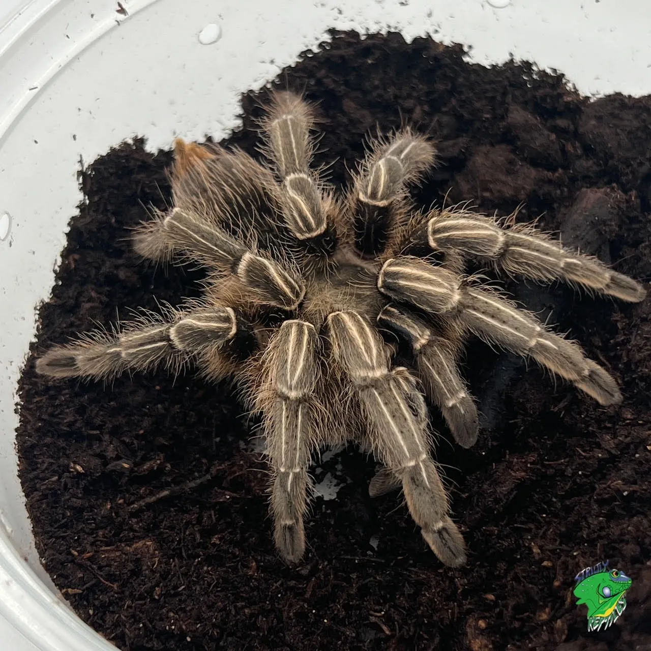 18549 cobalt blue tarantula after shedding