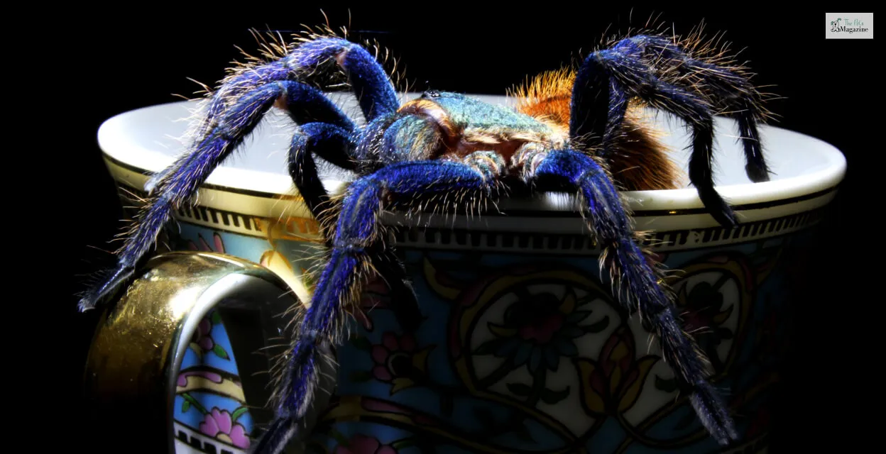 18549 cobalt blue tarantula before shedding