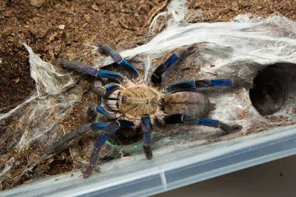 18549 cobalt blue tarantula exoskeleton