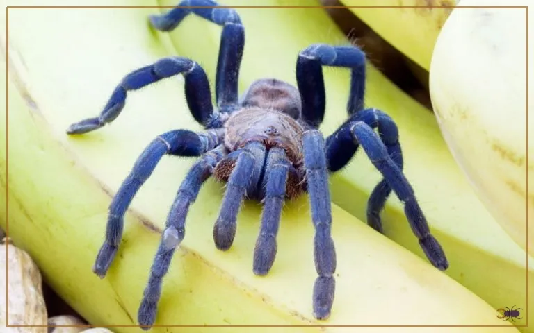18549 cobalt blue tarantula growth