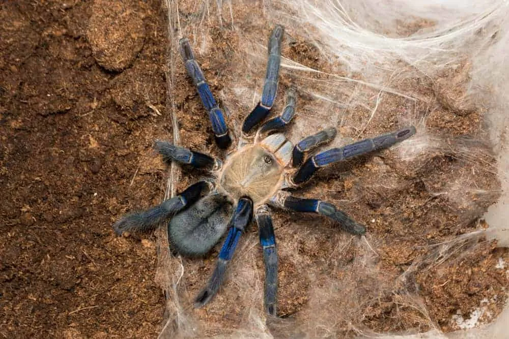 18549 cobalt blue tarantula molting
