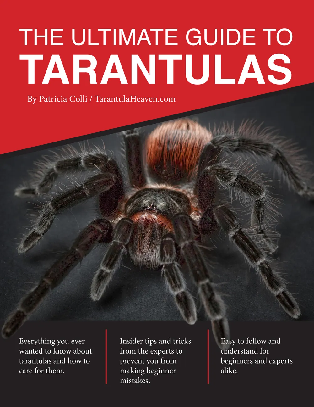 18550 healthy tarantula