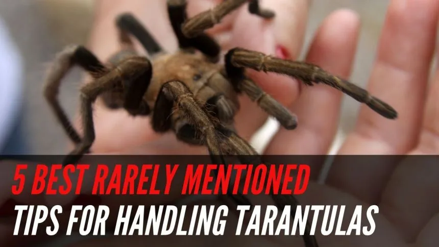 18550 tarantula behavior