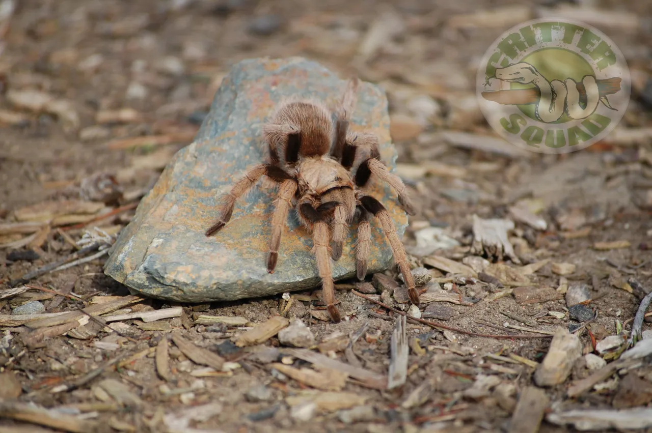 18553 tarantula migration flagstaff conservation