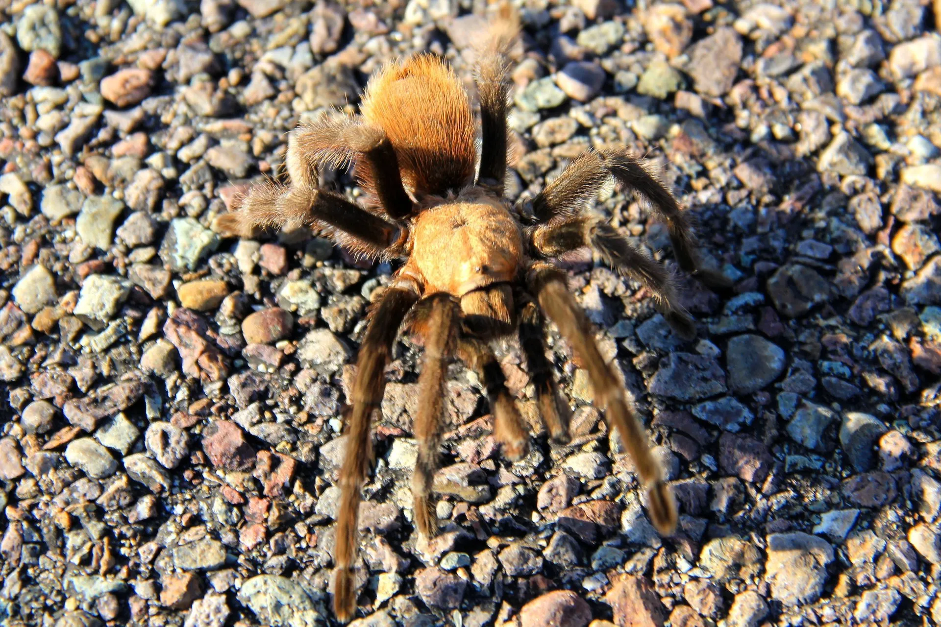18553 tarantula migration flagstaff habitat