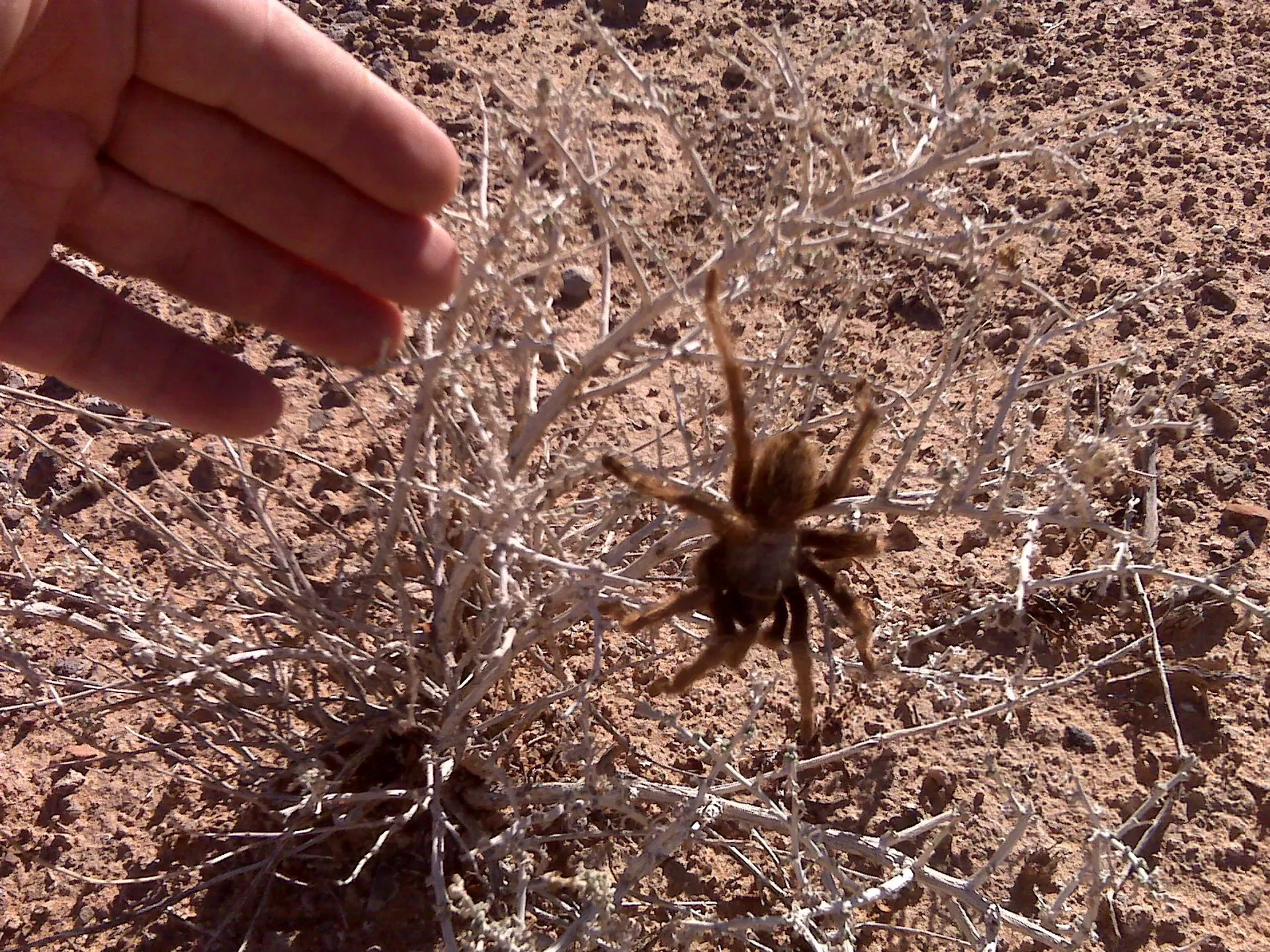 18553 tarantula migration flagstaff safe viewing