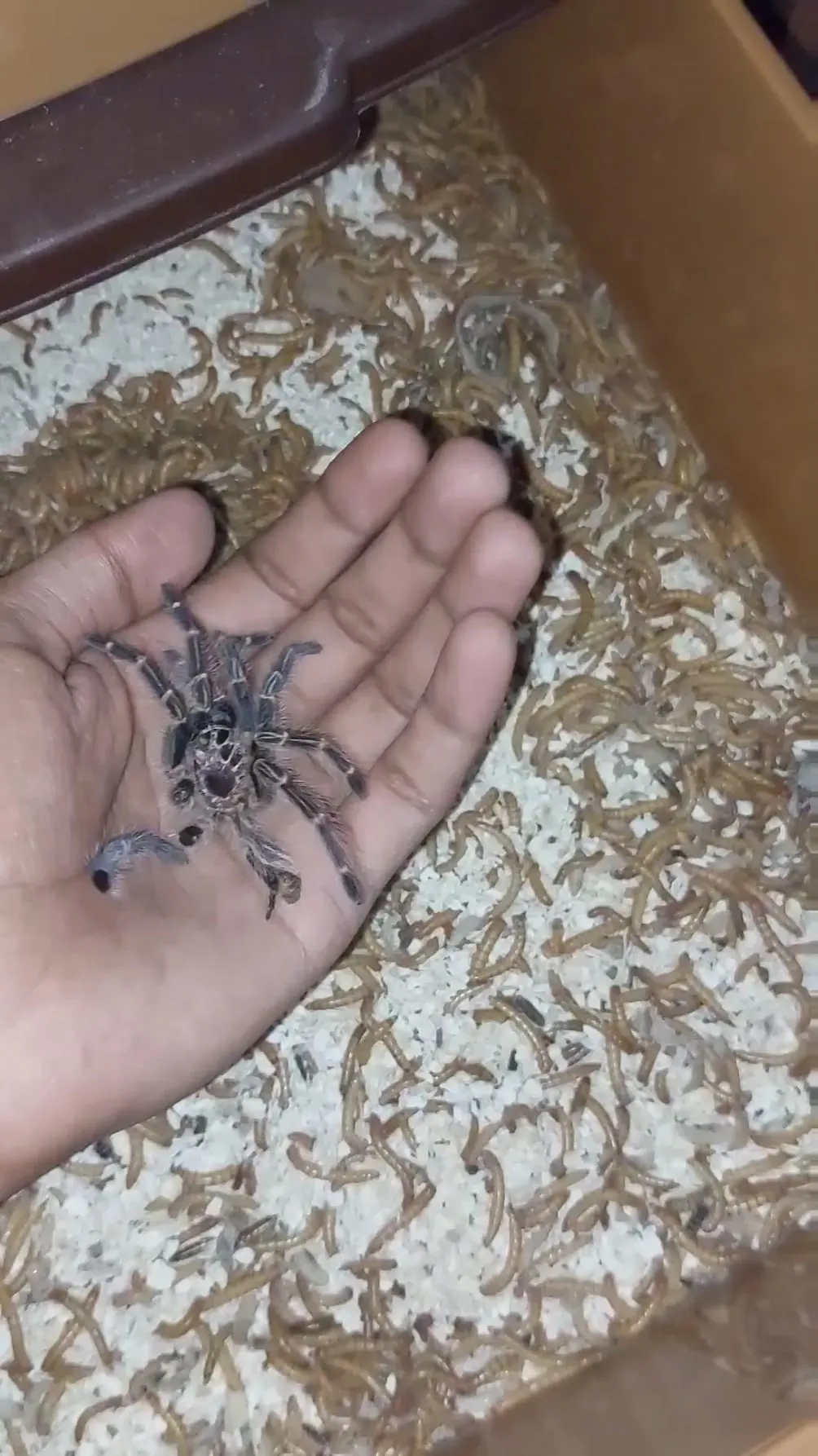 18554 tarantula impaction