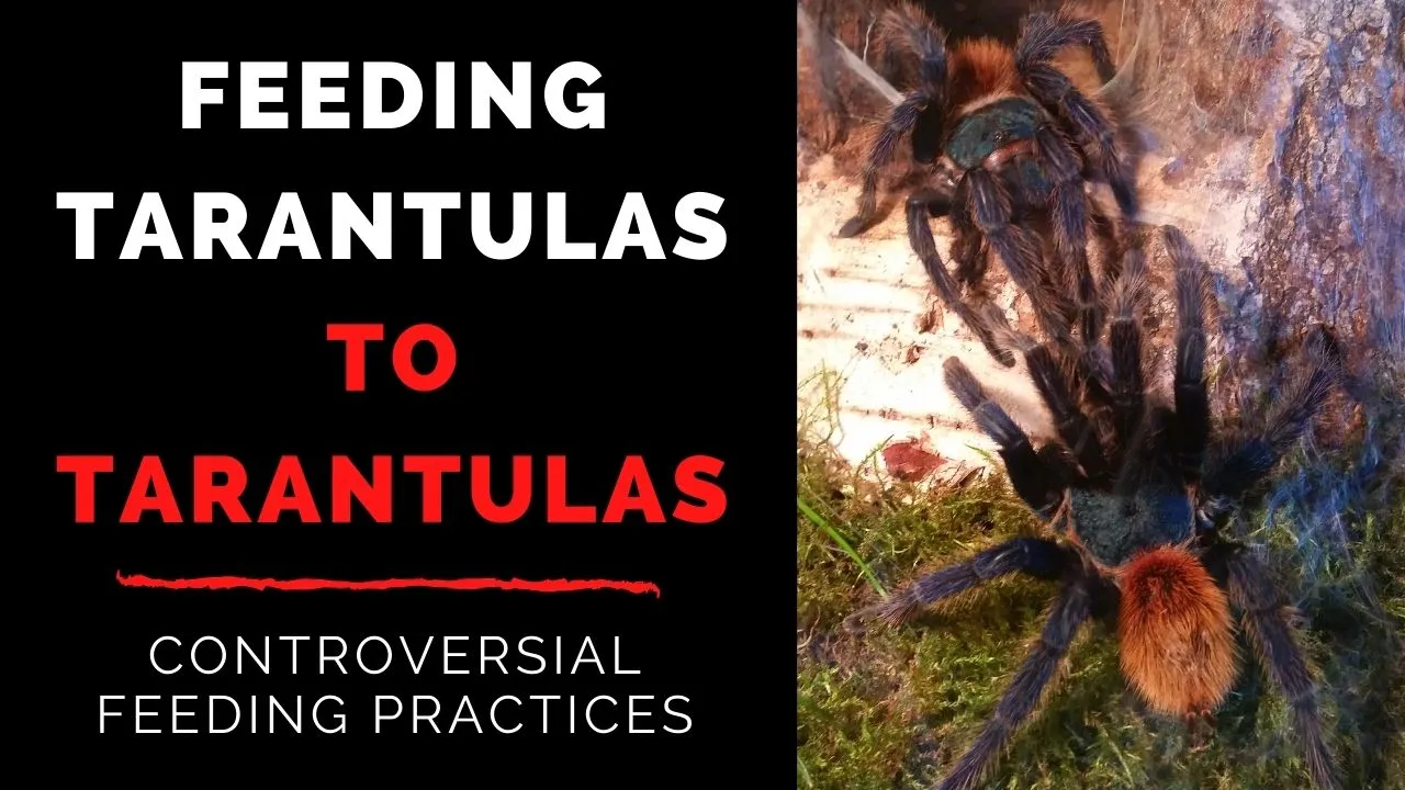 18556 tarantula feeding frequency