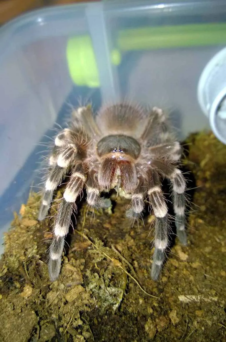 /img/18556-tarantula-healthy-hydration.webp