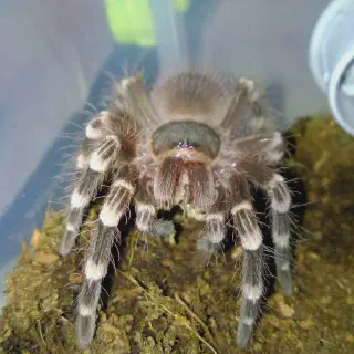 /img/18556-tarantula-healthy-hydration.webp