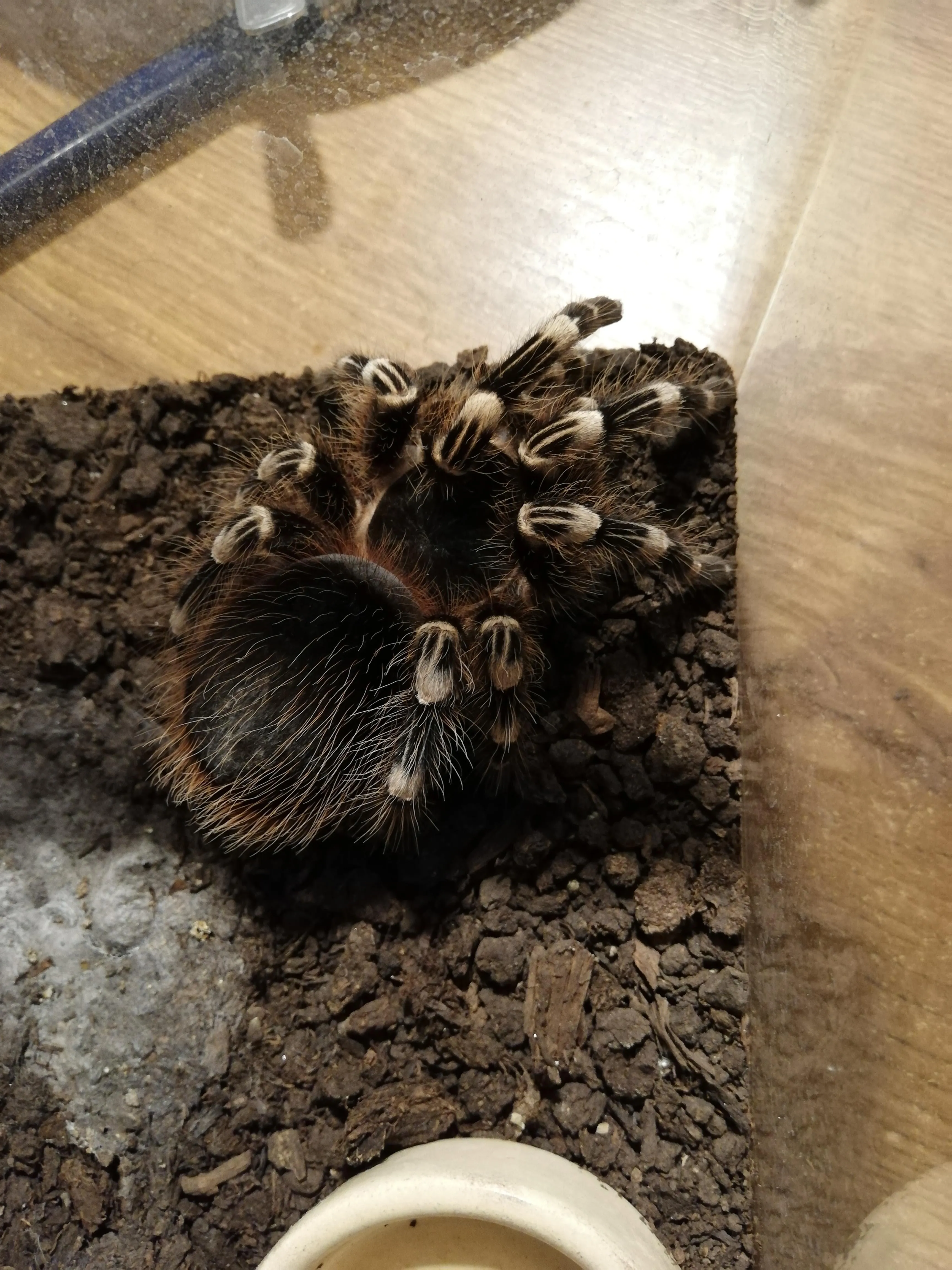 18556 tarantula large abdomen