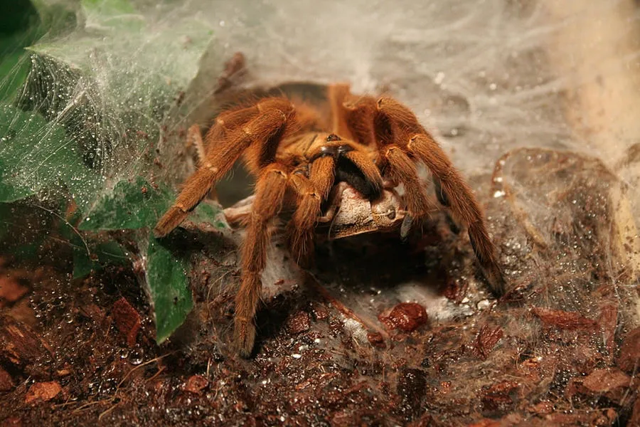 18556 tarantula molting difficulties