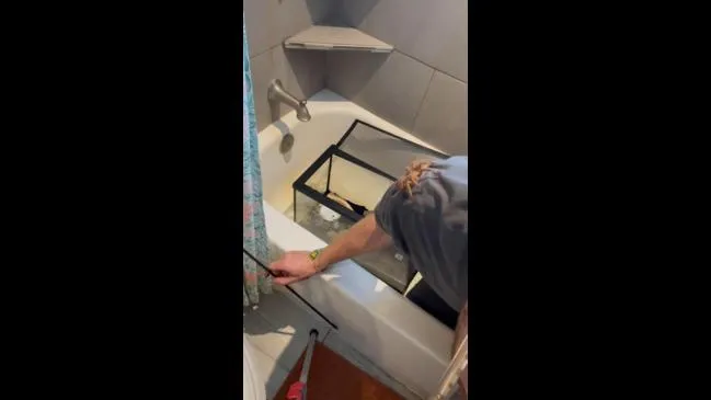 18558 healthy tarantula