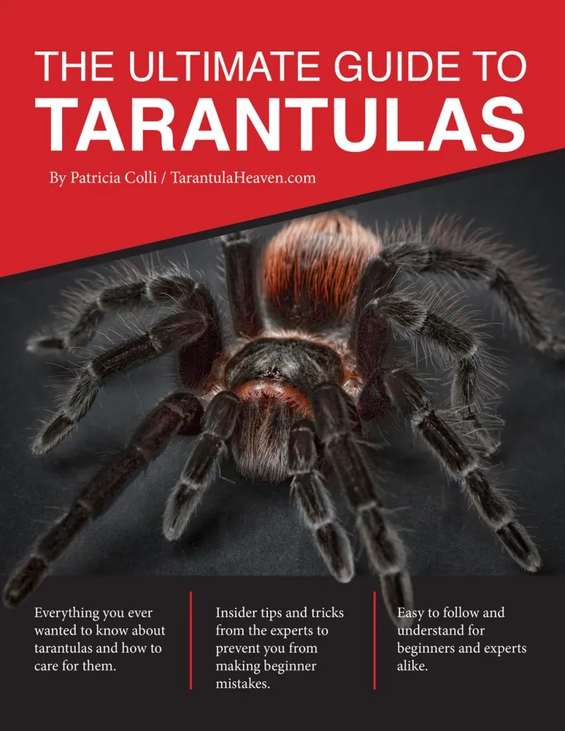 18558 lethargic tarantula