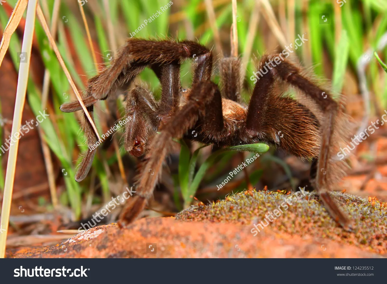 18560 tarantula in zion close up