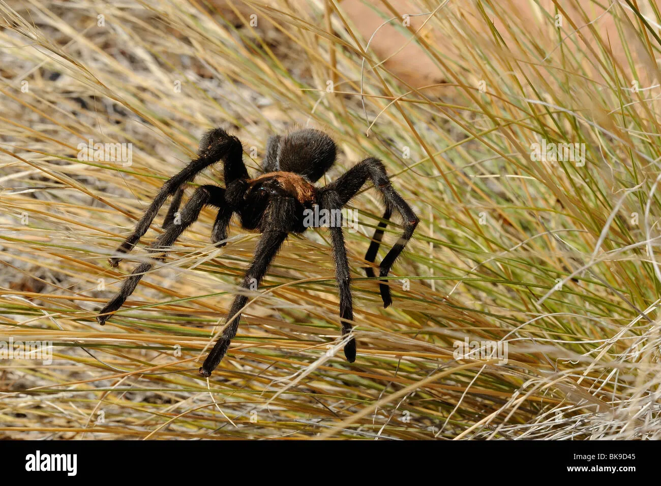 /img/18560-tarantula-in-zion-ecosystem.webp
