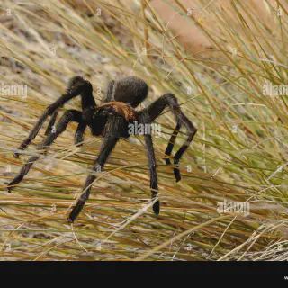 /img/18560-tarantula-in-zion-ecosystem.webp