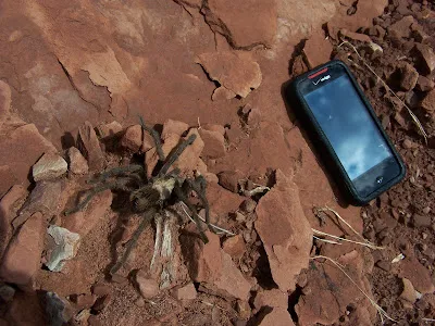 18560 tarantula in zion habitat