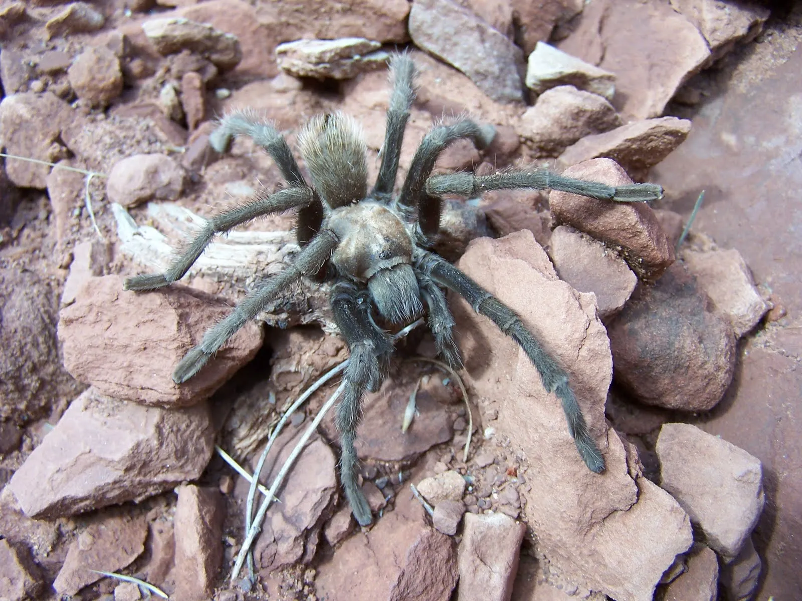 18560 tarantula in zion safe viewing