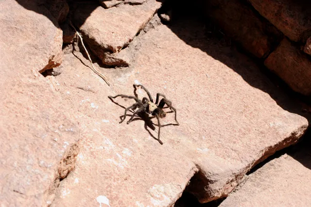 18560 tarantula in zion species diversity