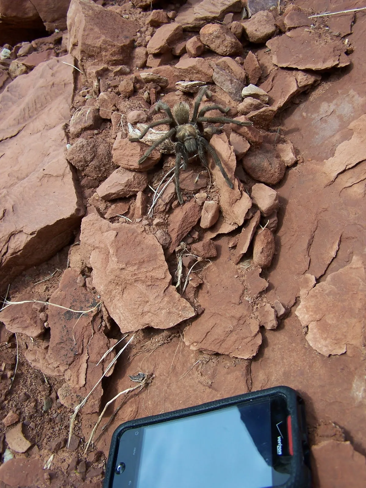 18560 tarantula in zion trail view