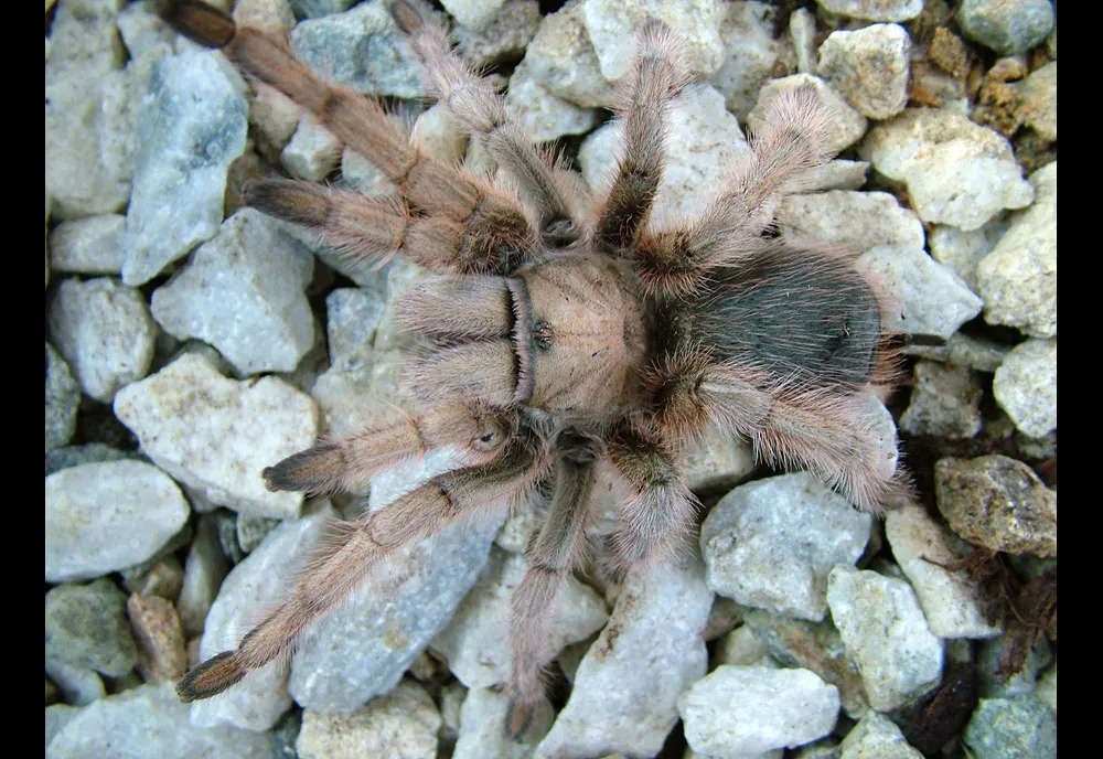 18567 baby desert tarantula cricket