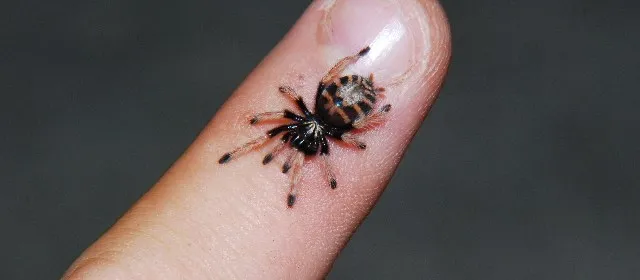 18567 baby desert tarantula feeding