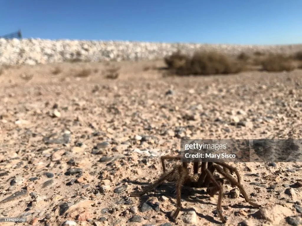 /img/18567-baby-desert-tarantula-handling.webp