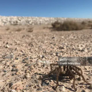/img/18567-baby-desert-tarantula-handling.webp