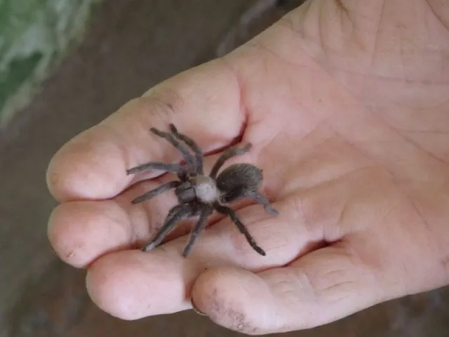 18567 baby desert tarantula substrate