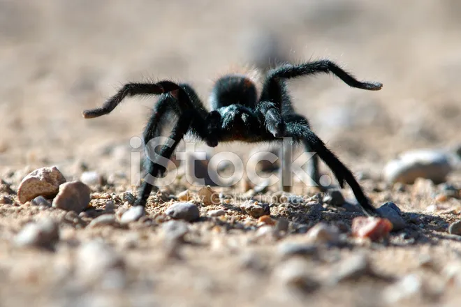 18567 baby desert tarantula temperature