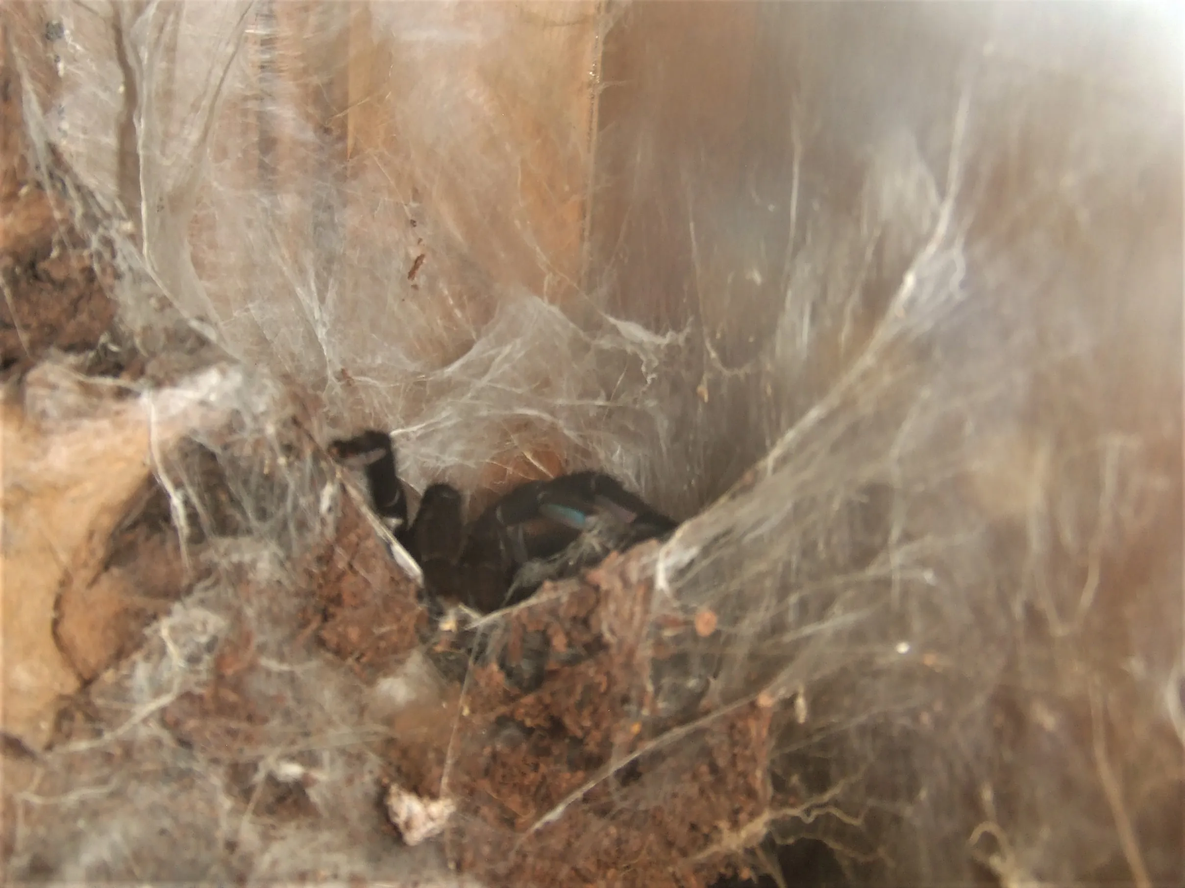 18568 purple tarantula lifespan