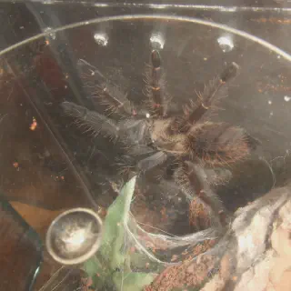 /img/18568-purple-tarantula-mating.webp