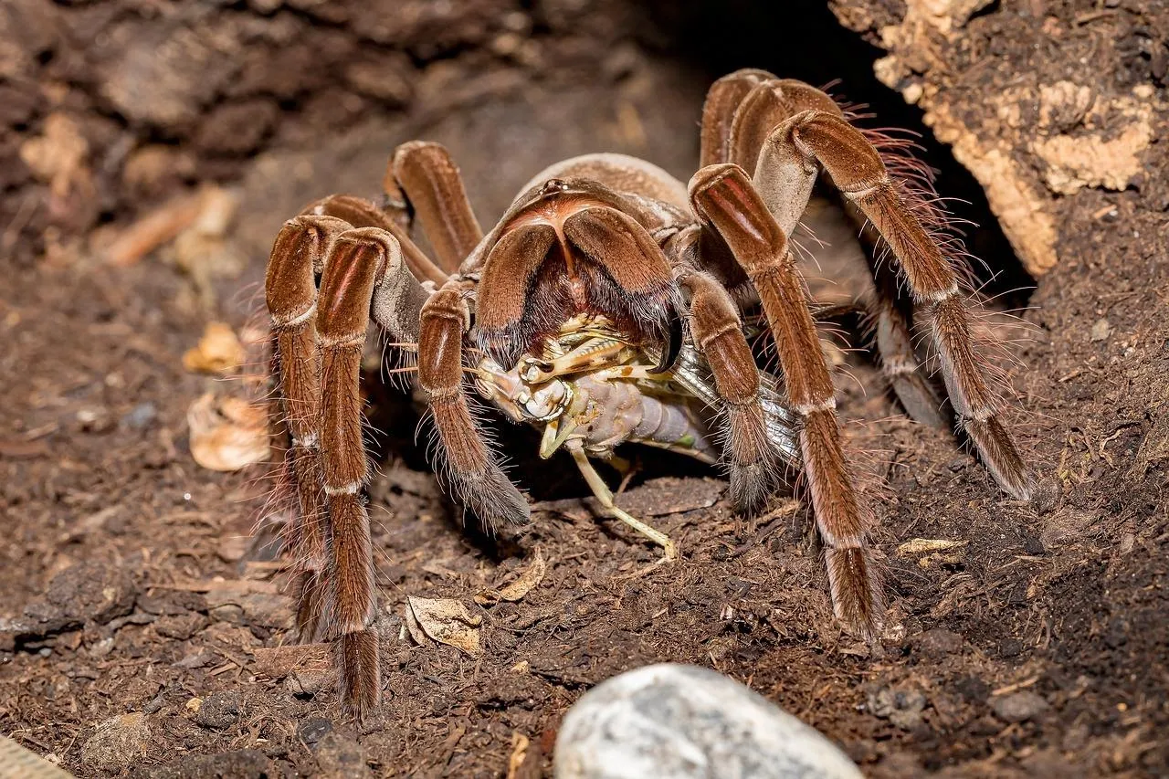 18569 tarantula eating prey